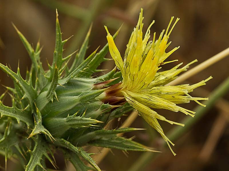 Capítulo del Cardo Lanudo (Carthamus lanatus)