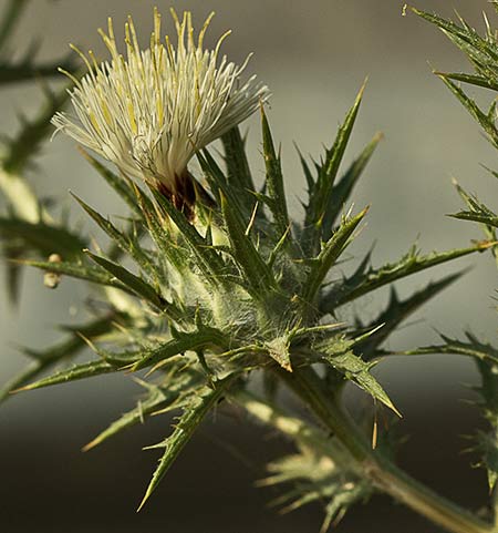 Flor alba del Cardo Lanudo (Carthamus lanatus)