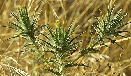 Cardo lanudo (Carthamus lanatus)