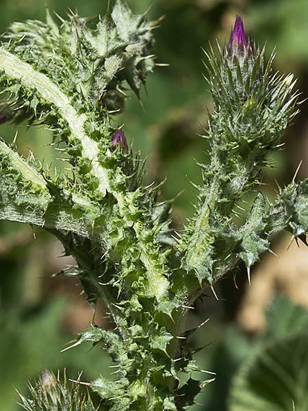 Cardo ramificado (Carduus bourgeanus)