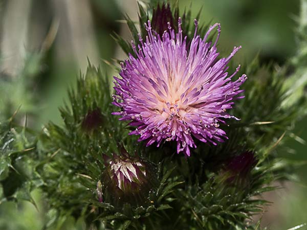 Cardo ramificado (Carduus bourgeanus)