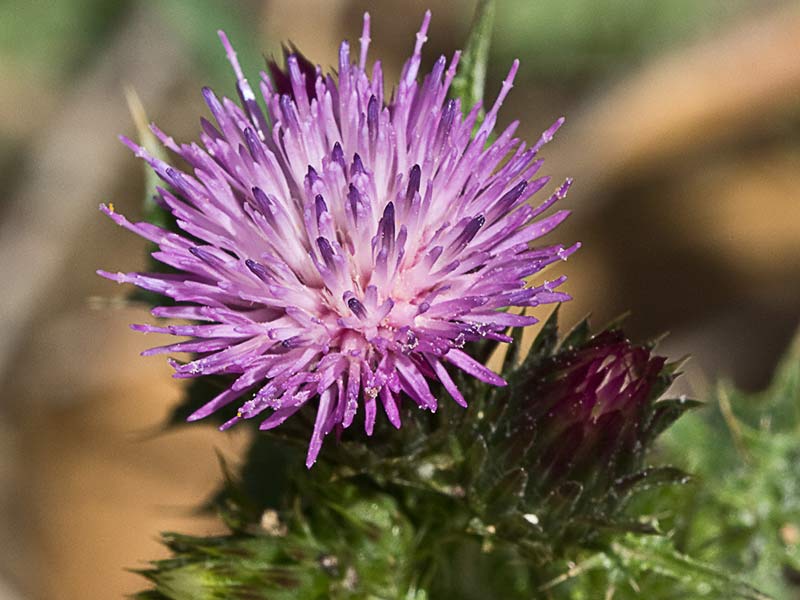 Cardo ramificado (Carduus bourgeanus)