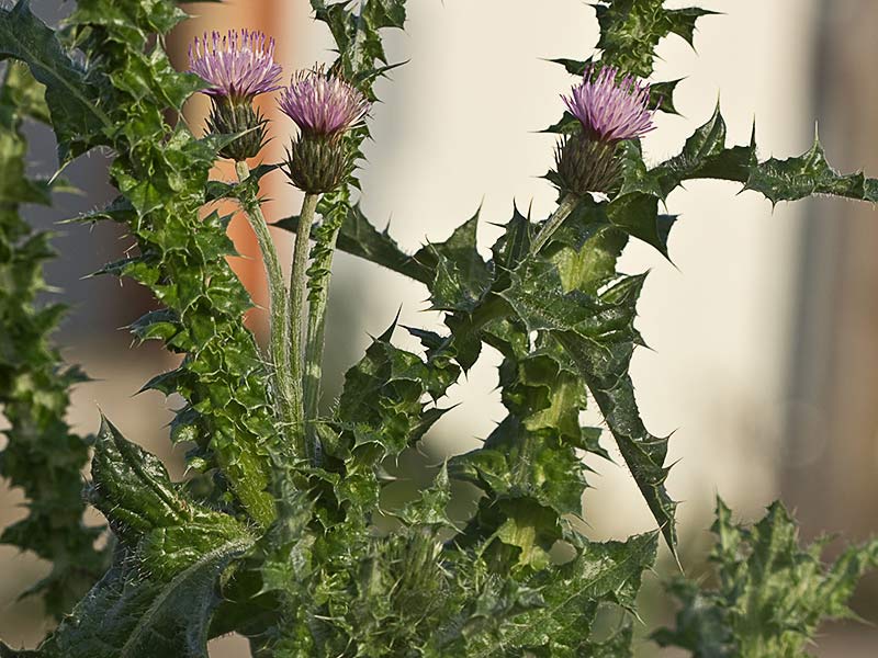 Cardo ramificado (Carduus bourgeanus)
