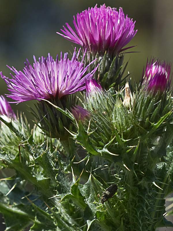 Cardo ramificado (Carduus bourgeanus)