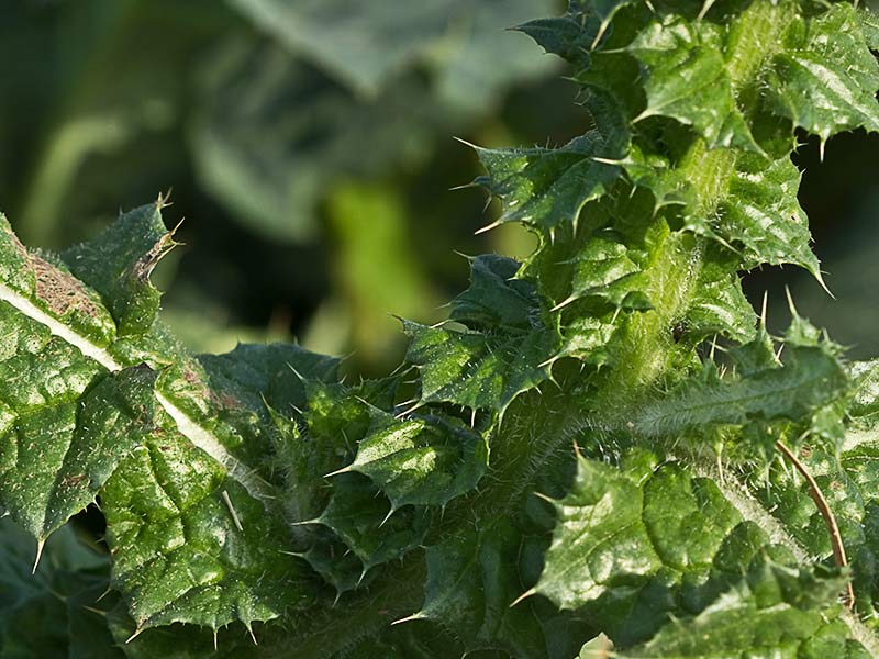 Cardo ramificado (Carduus bourgeanus)
