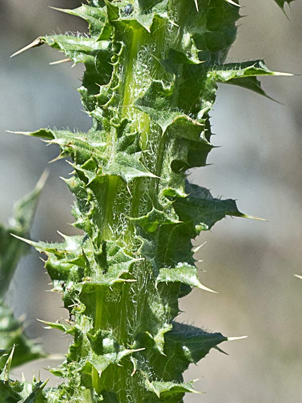 Cardo ramificado (Carduus bourgeanus)