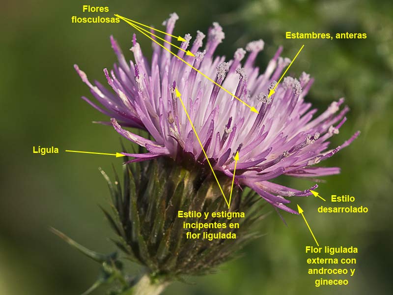 Partes y estructura de la flor del Cardo ramificado (Carduus bourgeanus)