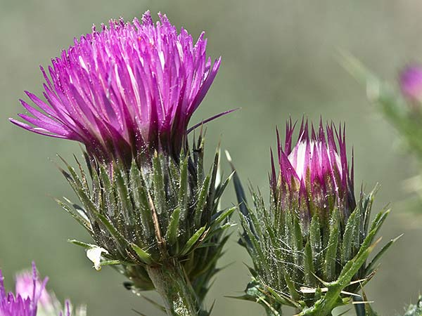 Cardo ramificado (Carduus bourgeanus)