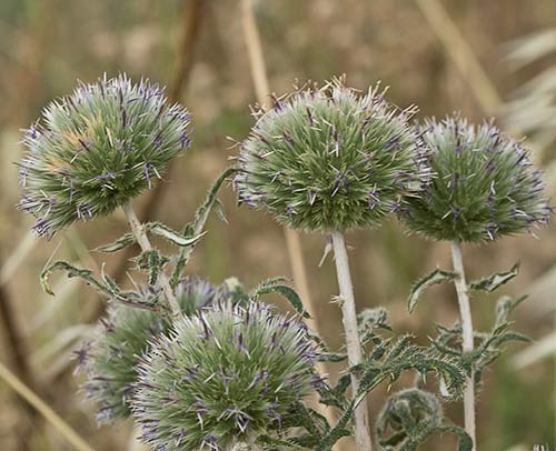 Echinops strigosus, cardo yesquero