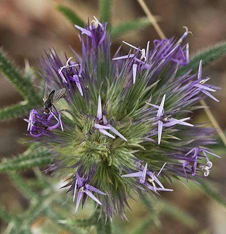 Echinops strigosus, cardo yesquero