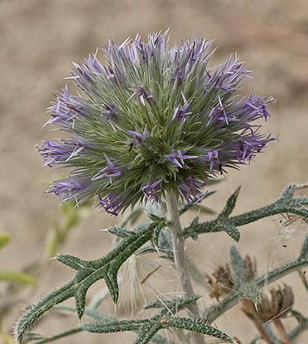 Echinops strigosus, cardo yesquero