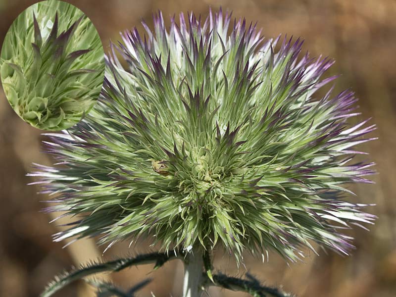 Echinops strigosus, cardo yesquero