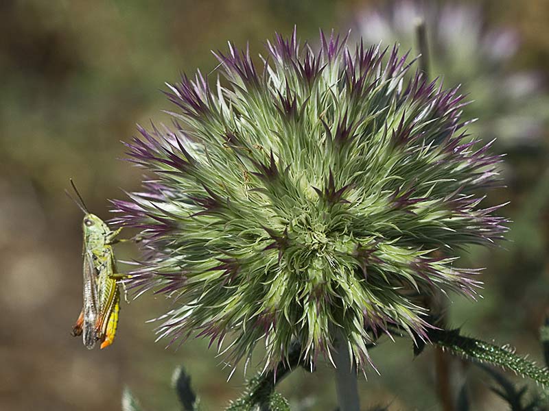 Echinops strigosus, cardo yesquero