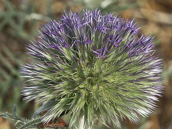 Echinops strigosus, cardo yesquero