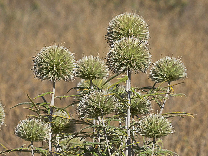 Echinops strigosus, cardo yesquero