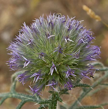 Echinops strigosus, cardo yesquero