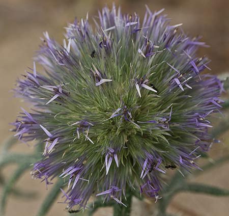 Echinops strigosus, cardo yesquero