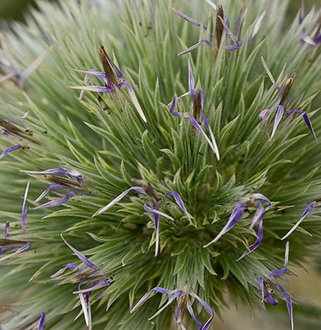 Echinops strigosus, cardo yesquero