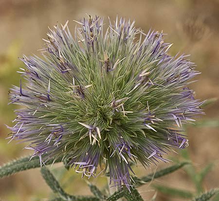 Echinops strigosus, cardo yesquero