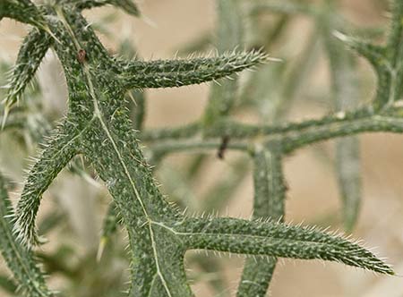 Echinops strigosus, cardo yesquero