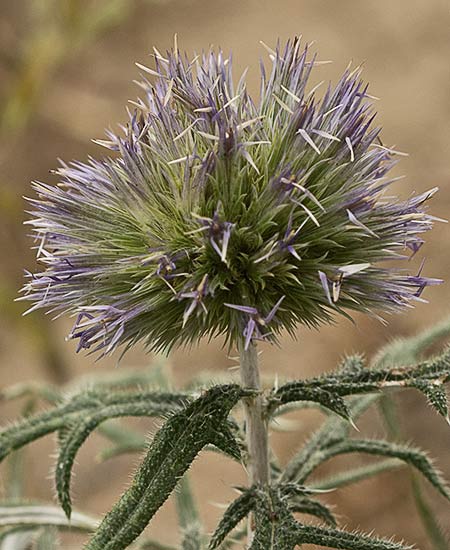 Echinops strigosus, cardo yesquero