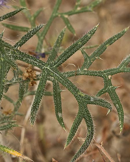 Echinops strigosus, cardo yesquero