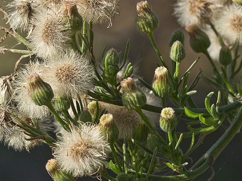 Carnicera o coniza sumatrensis (Conyza o erigeron sumatrensis)