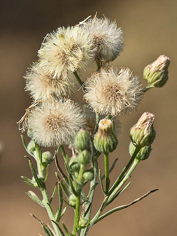 Carnicera o coniza sumatrensis (Conyza o erigeron sumatrensis)