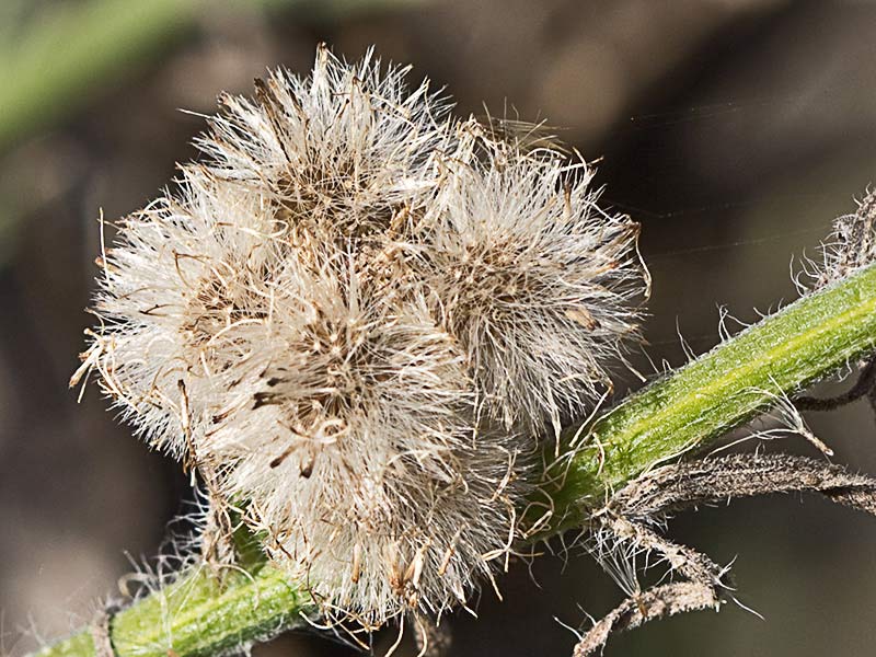 Carnicera o coniza sumatrensis (Conyza o erigeron sumatrensis)