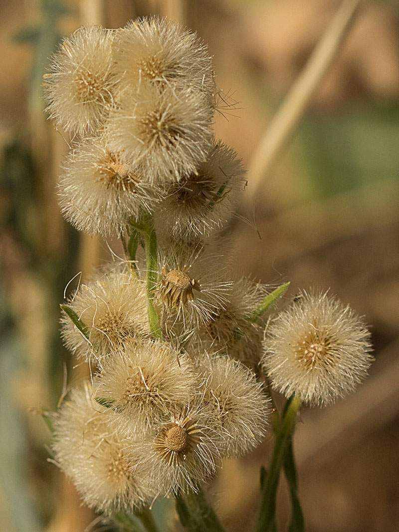 Carnicera o coniza sumatrensis (Conyza o erigeron sumatrensis)