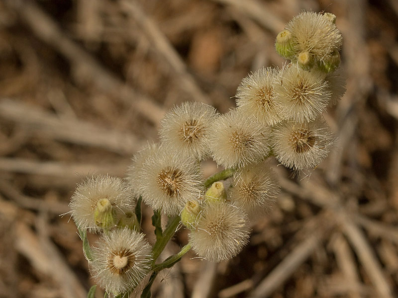 Carnicera o coniza sumatrensis (Conyza o erigeron sumatrensis)