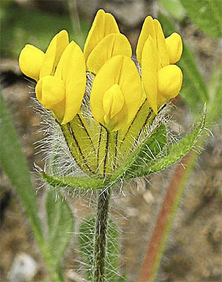 Infloresecencia de cornicina(Hymenocarpos lotoides o Anthyllis lotoides)