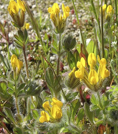 Cornicina (Hymenocarpos lotoides o Anthyllis lotoides)
