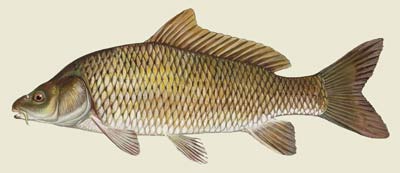 Carpa