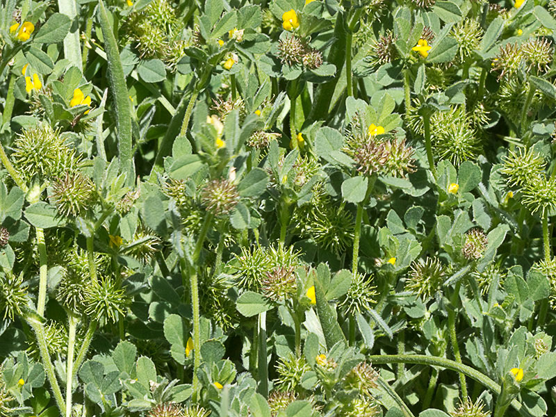 Matas de la carretilla (Medicago minima) 