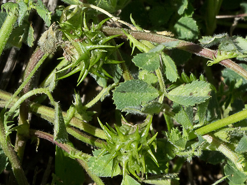 Fruto y hojas de la Carretilla (Medicago minima) 