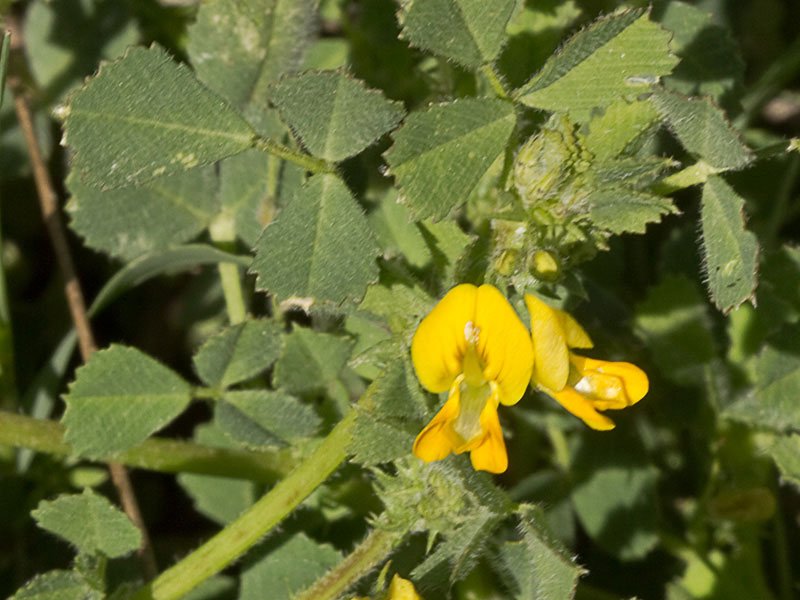 Flores y hojas de la Carretilla (Medicago minima) 
