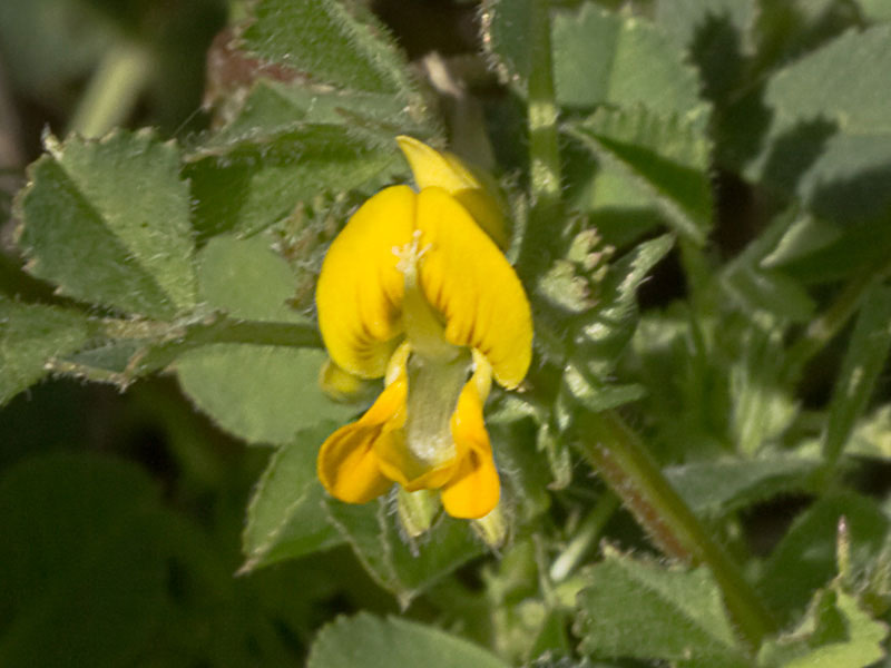 Flores y hojas de la Carretilla (Medicago minima) 