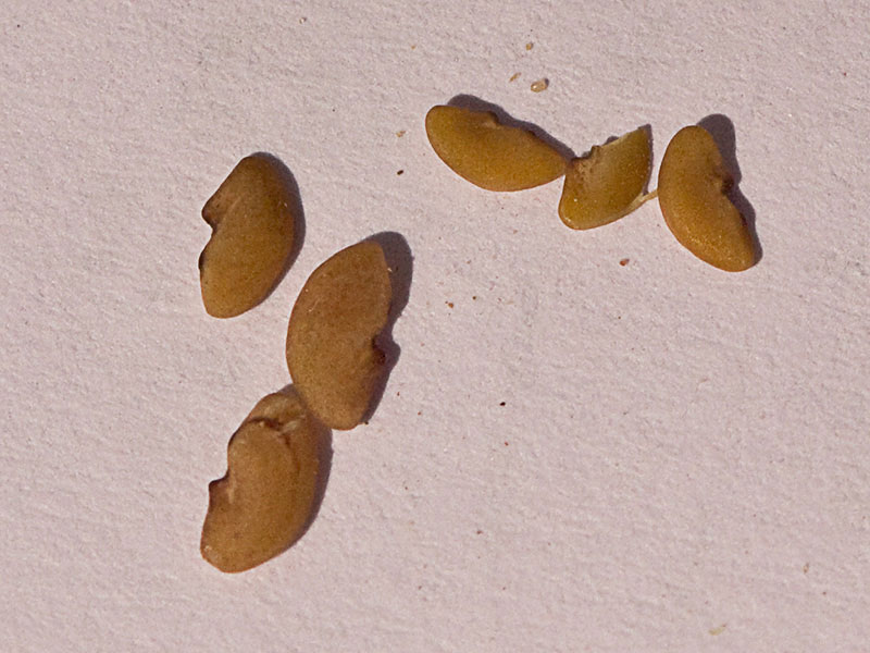 Semillas de la Carretilla (Medicago minima) 