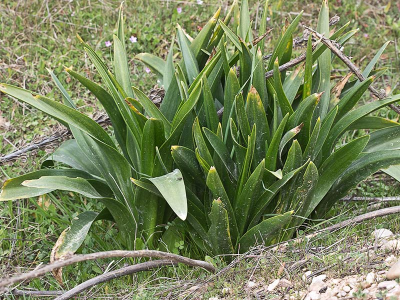 Cebolla albarrana (Drimia maritima)