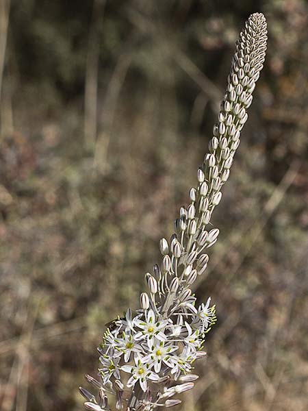 Cebolla albarrana (Drimia maritima)