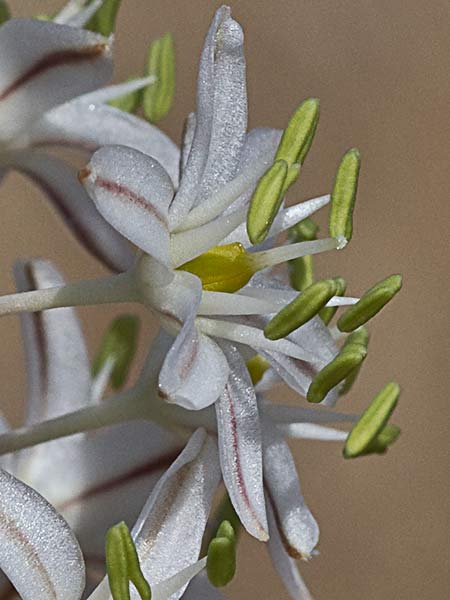 Cebolla albarrana (Drimia maritima)