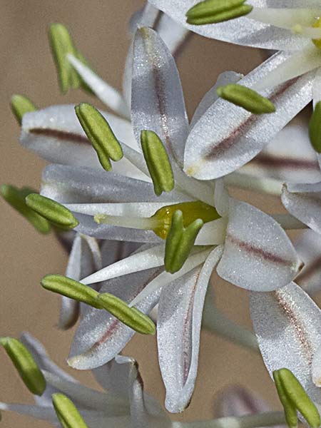 Cebolla albarrana (Drimia maritima)