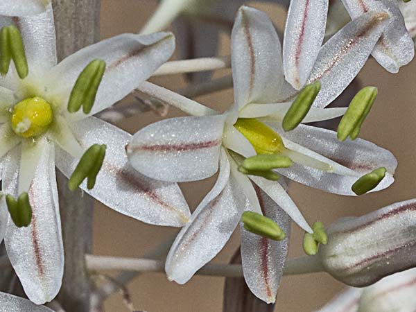 Cebolla albarrana (Drimia maritima)