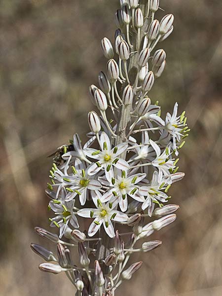 Cebolla albarrana (Drimia maritima)