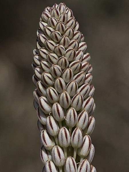 Cebolla albarrana (Drimia maritima)