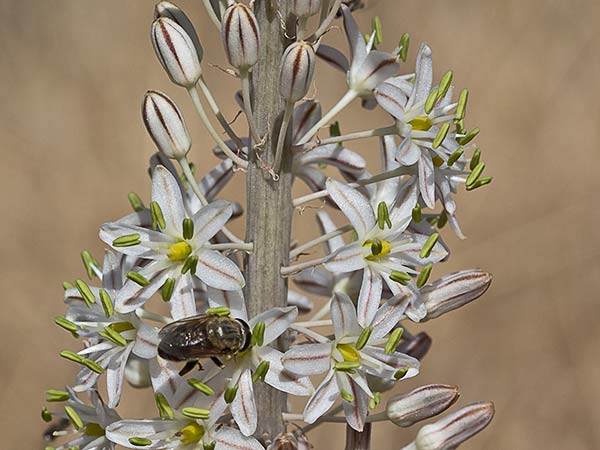 Cebolla albarrana (Drimia maritima)