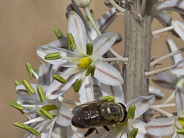 Cebolla albarrana (Drimia maritima)