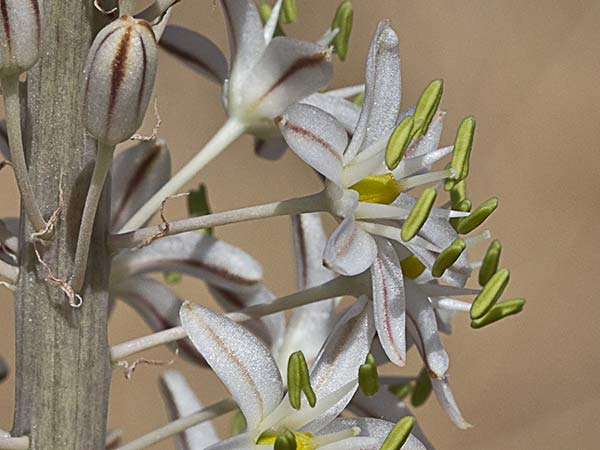 Cebolla albarrana (Drimia maritima)