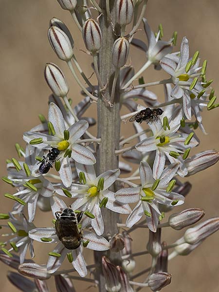 Cebolla albarrana (Drimia maritima)